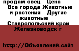  продам овец › Цена ­ 100 - Все города Животные и растения » Другие животные   . Ставропольский край,Железноводск г.